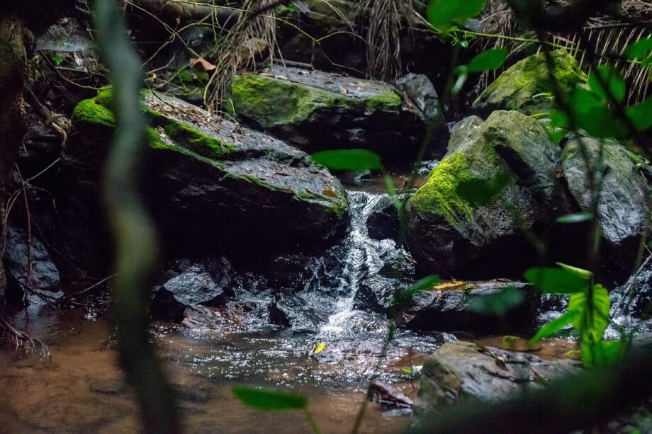 Coastal Rain Forest - Northstar Outfitters outdoor gear guide