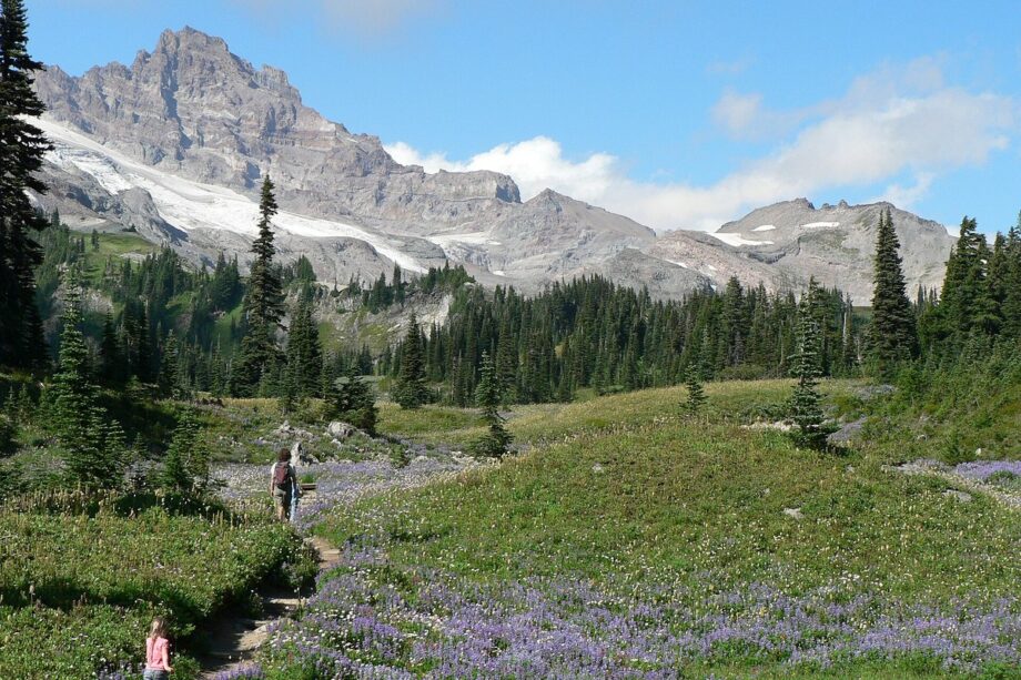 Olive Trail Pants - Northstar Outfitters outdoor gear guide