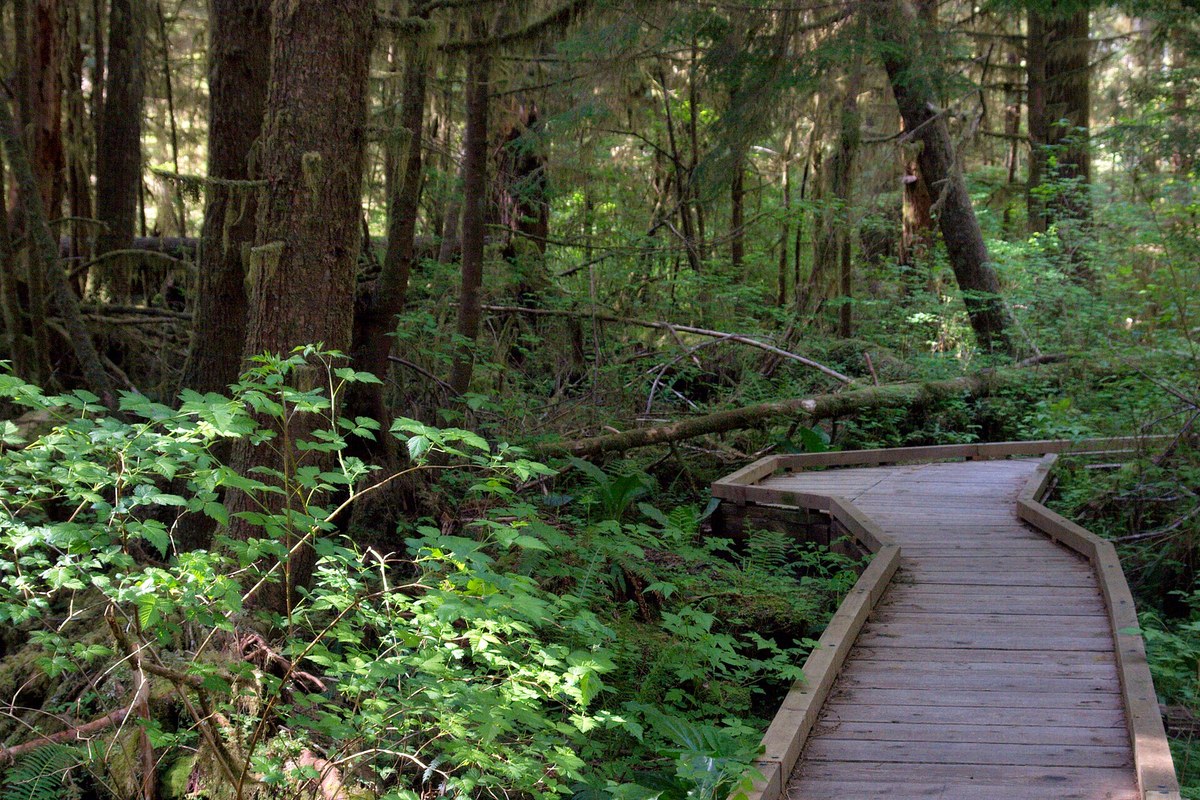 Rainy Boardwalk Etiquette in Wetlands